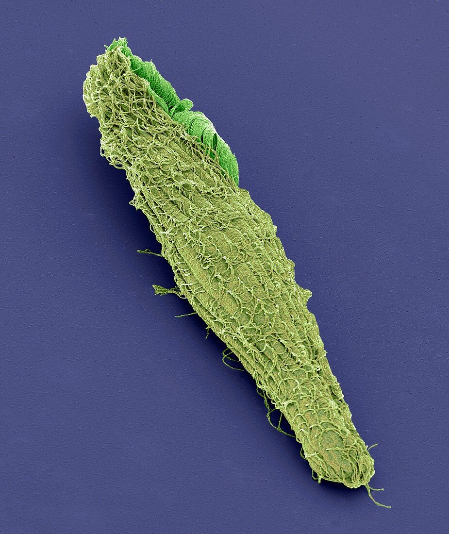Blepharisma ciliate protozoan,SEM