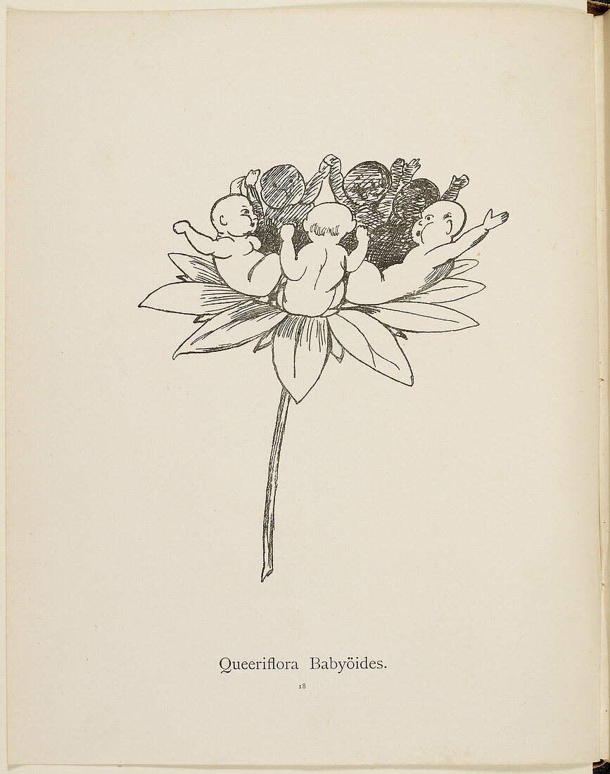 Nonsense Botany collection by Edward Lear