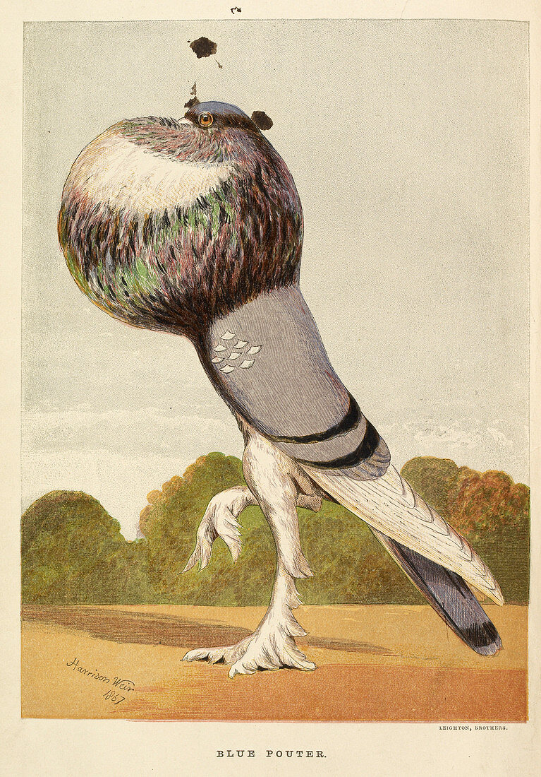 Illustration of a pigeon. Blue Pouter