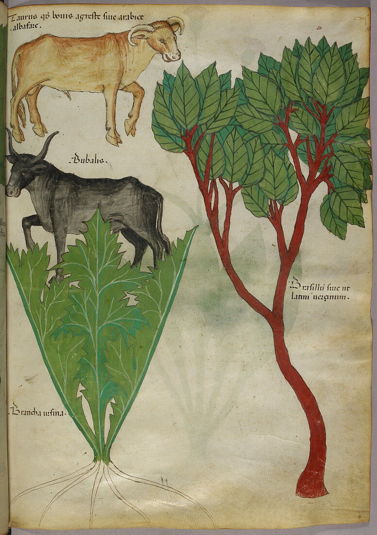 Illustration of plants and bulls