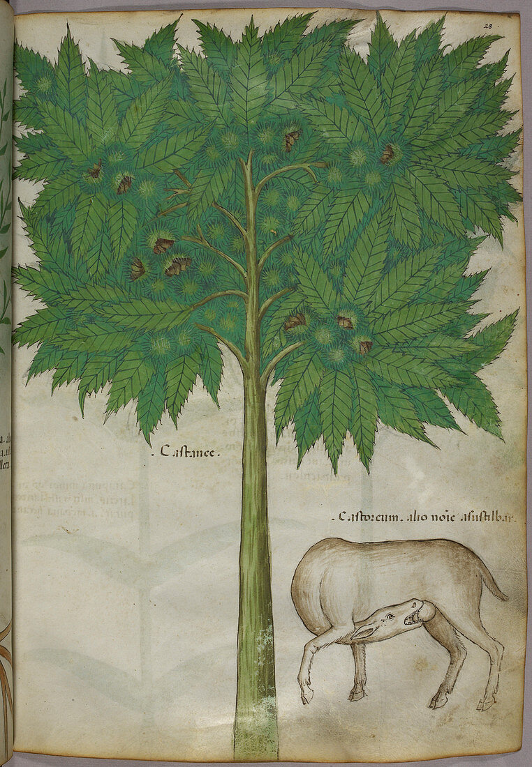 Illustration of a tree and an animal