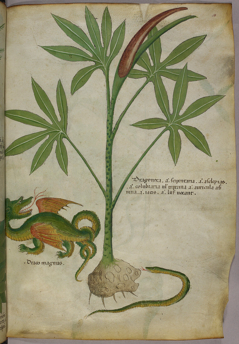 A plant,a dragon and a snake