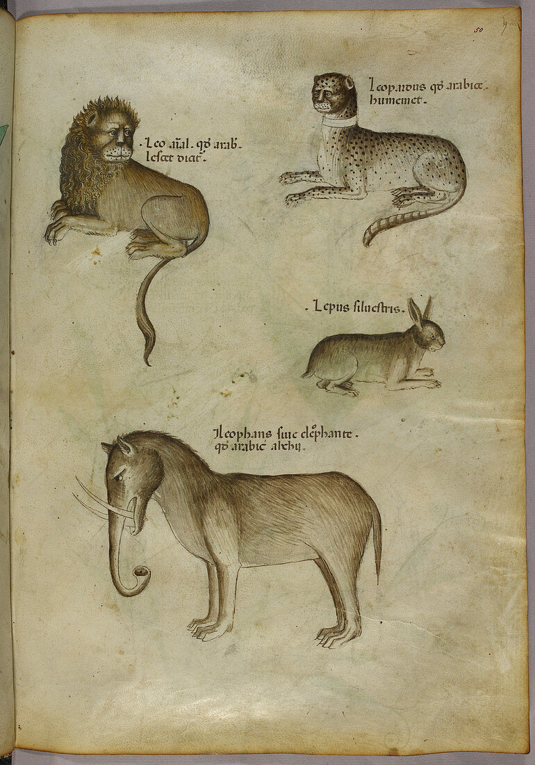 Lion,a leopard,a rabbit and an elephant