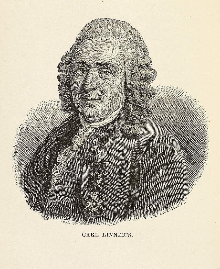 Portrait of Carl Linnaeus