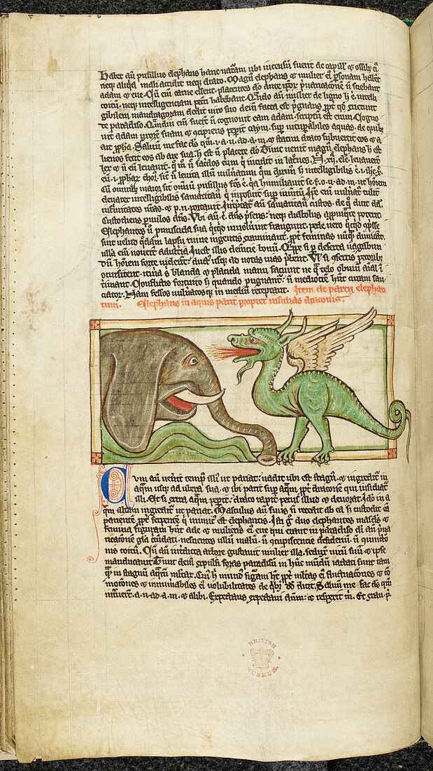 An elephant and a dragon