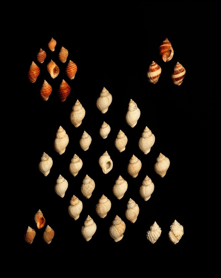 Dog whelk shells