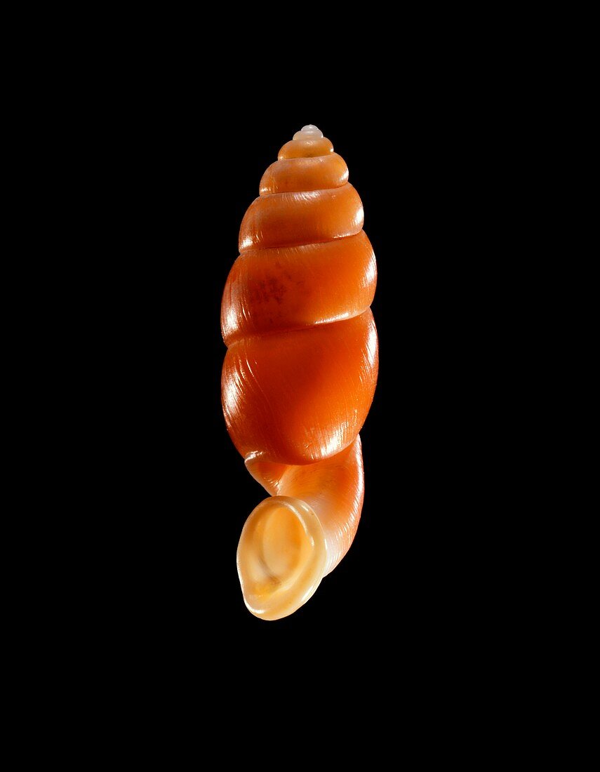 Land snail shell