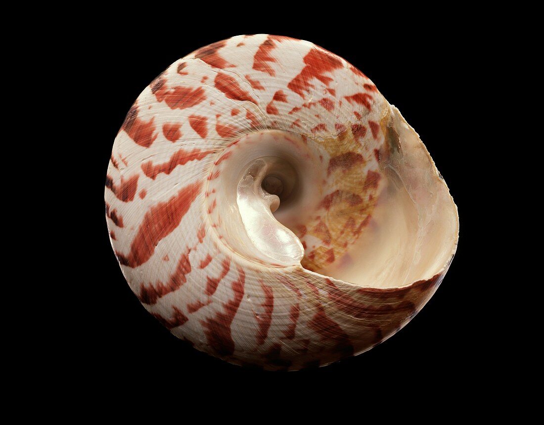 Top snail shell