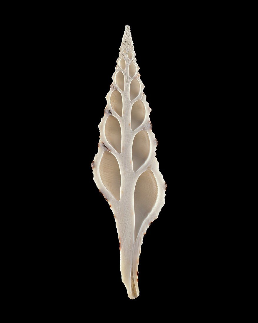 Babylon turrid sea snail shell