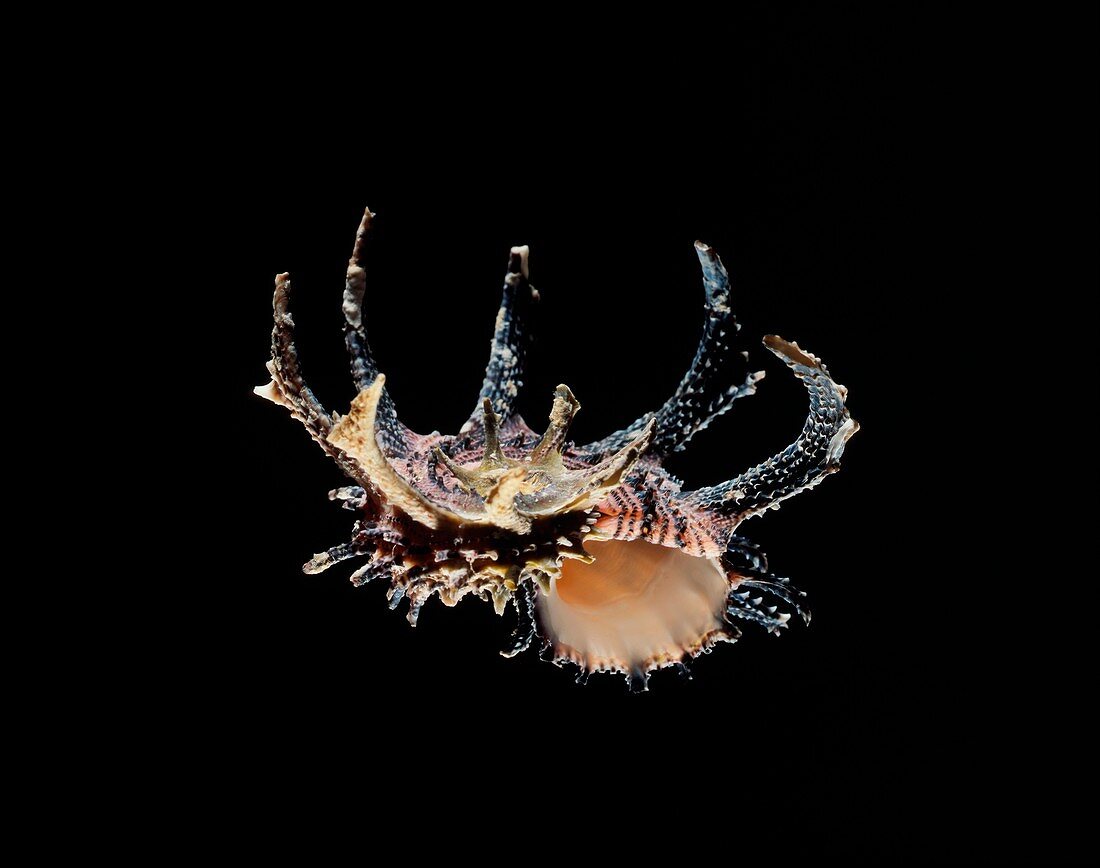Black-tanked angaria sea snail shell