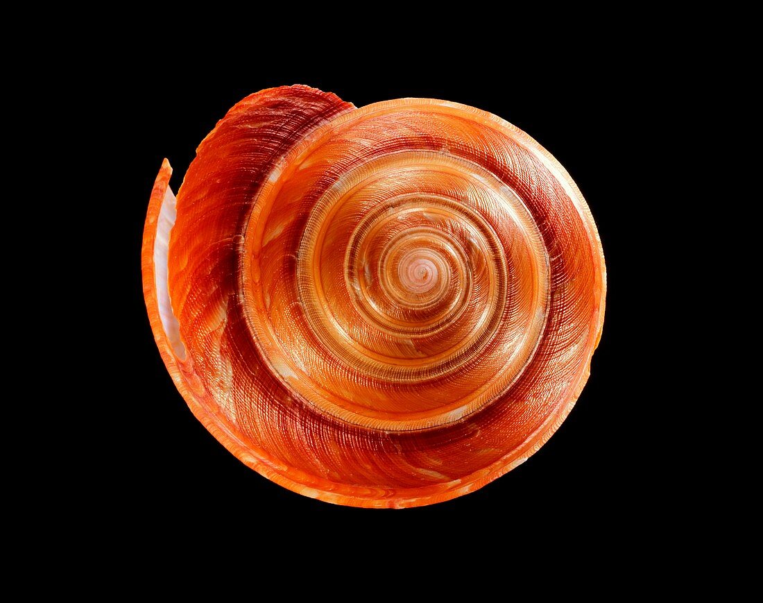 Slit snail shell