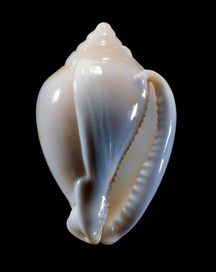 Helmet shell sea snail shell