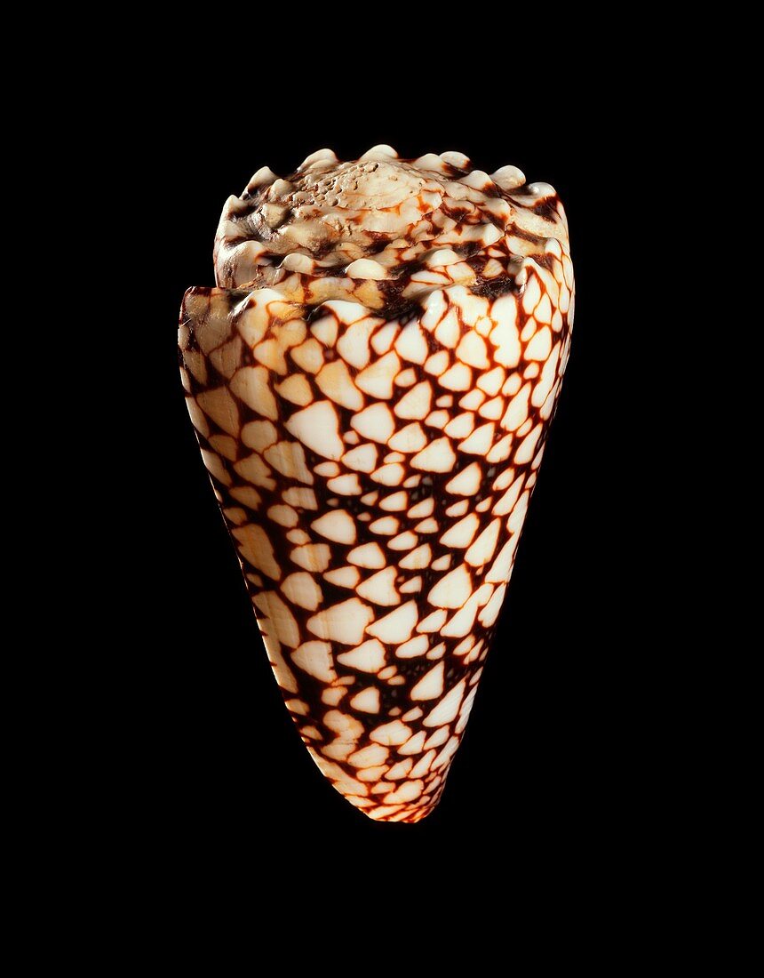 Cone shell