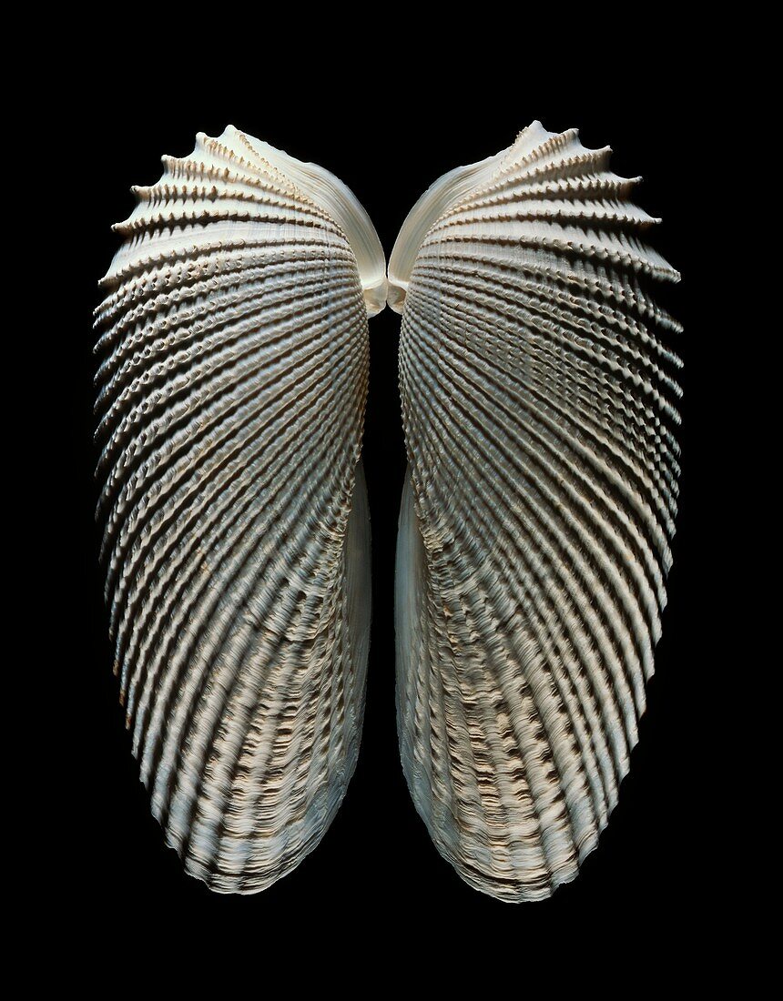 Angelwing clam shell