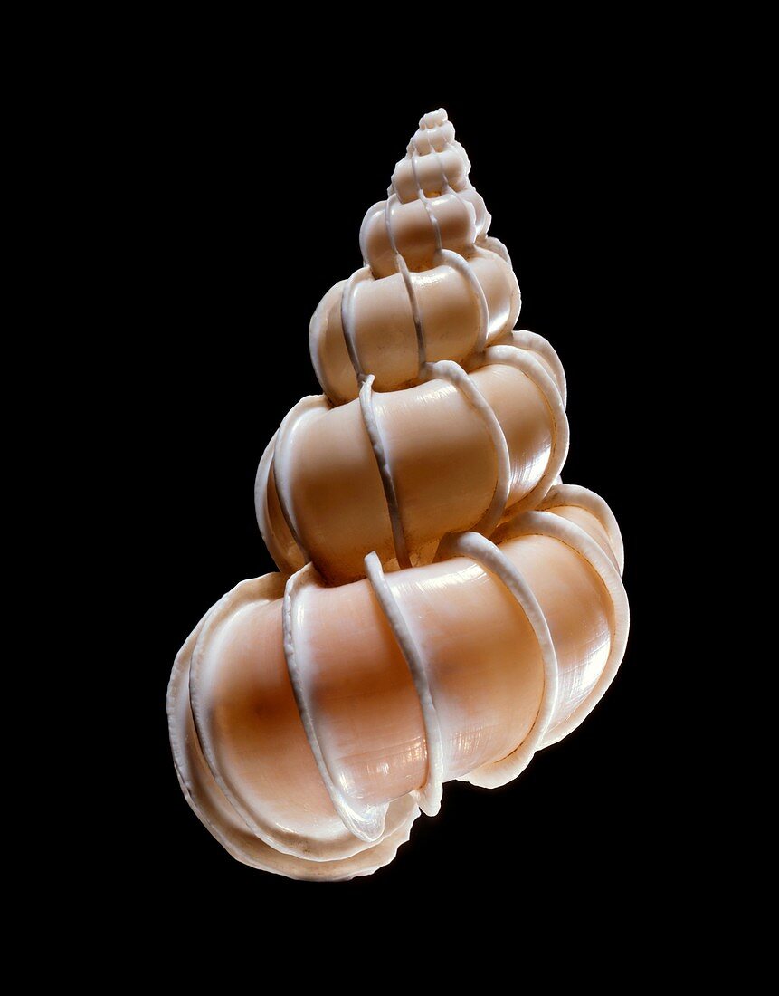 Precious wentletrap sea snail shell