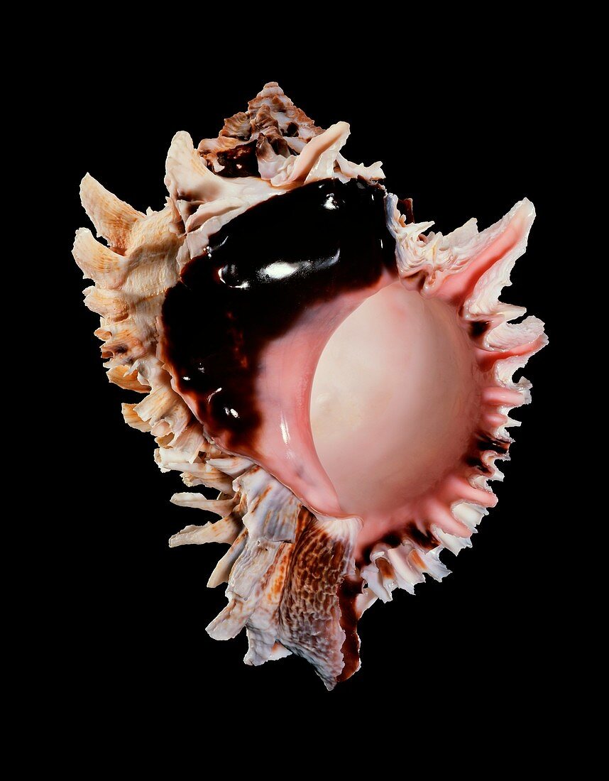 Regal murex sea snail