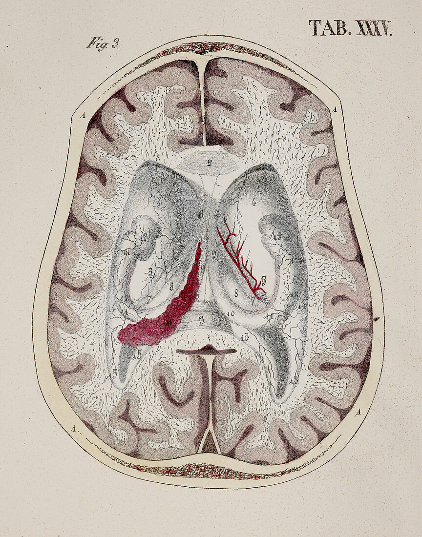 Anatomical drawing