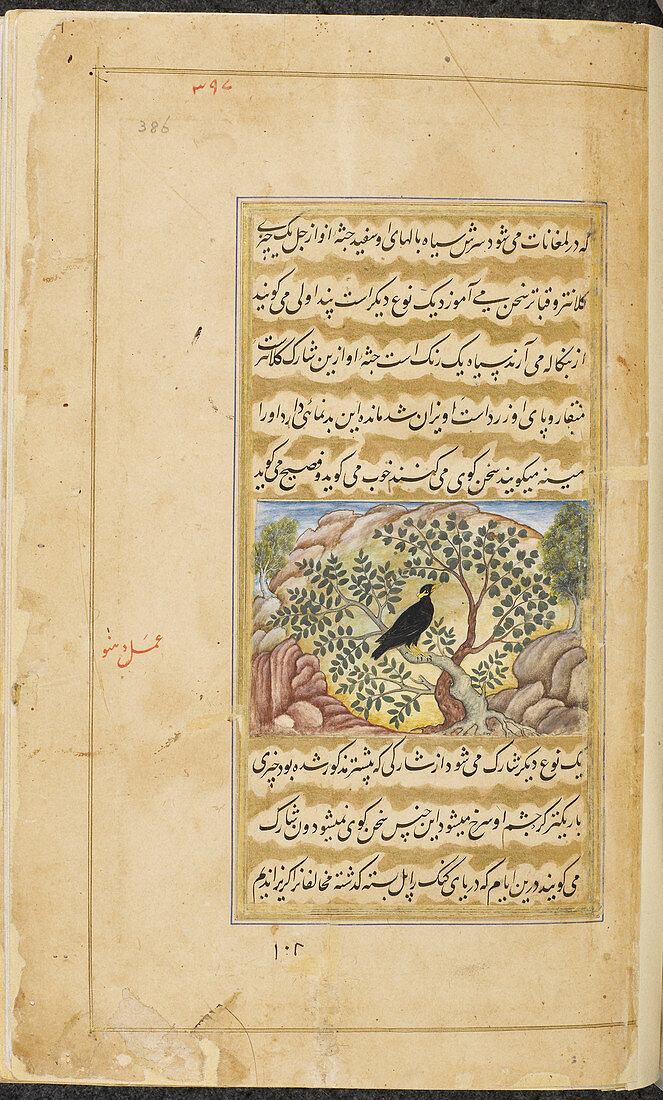 Pindavali' bird (eulabes religiosa)