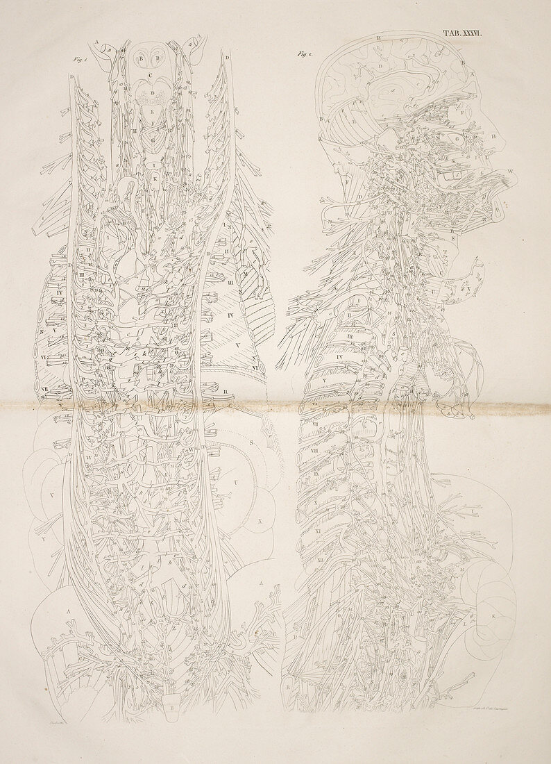 Cross section of head and torso