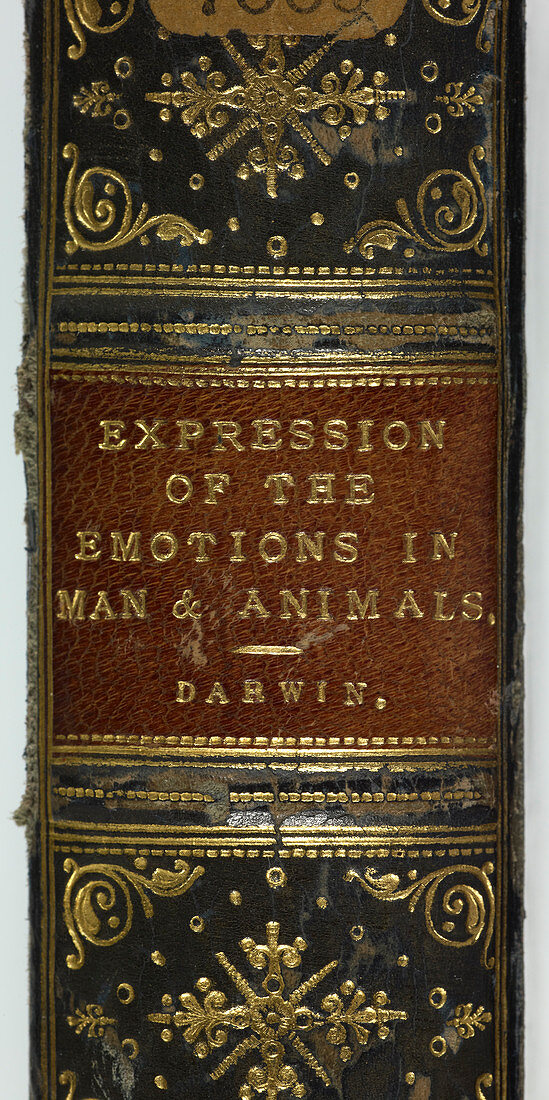 Emotions in man and animals