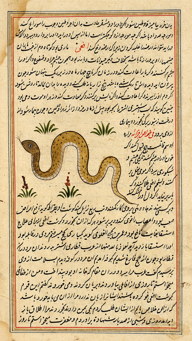 Snake,illustration