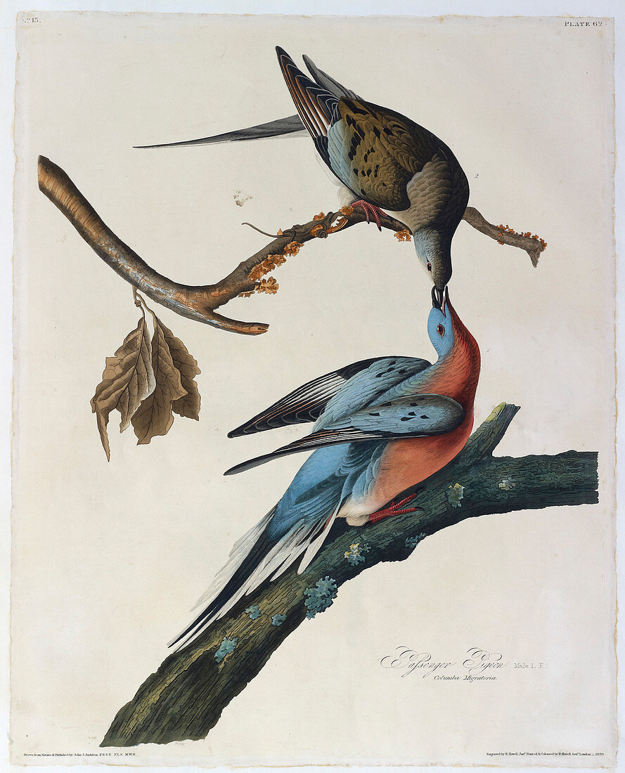 Passenger pigeon