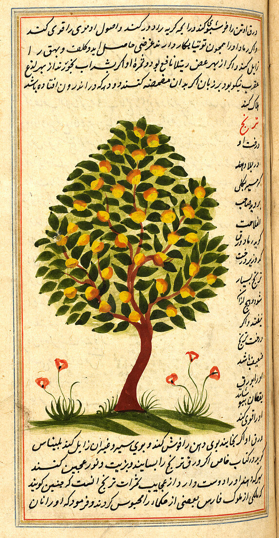 Fruit tree,illustration