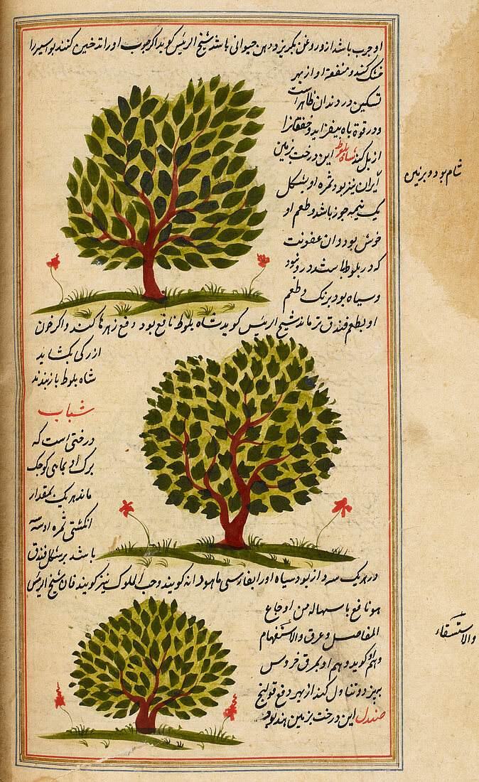 Three trees,illustration