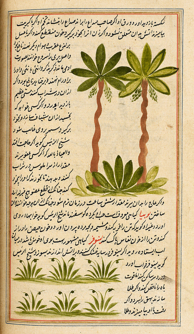Plants,illustration