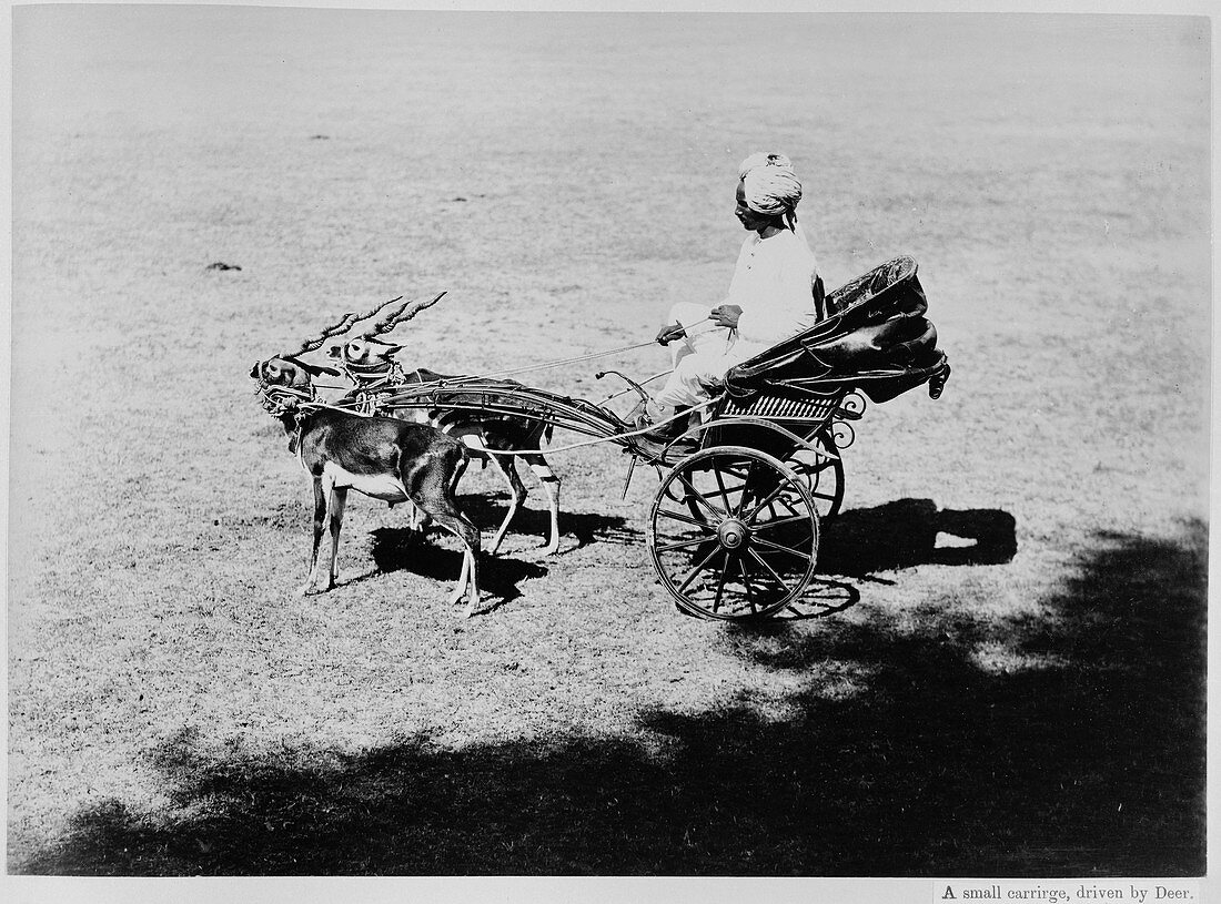 Cart drawn by two small deer