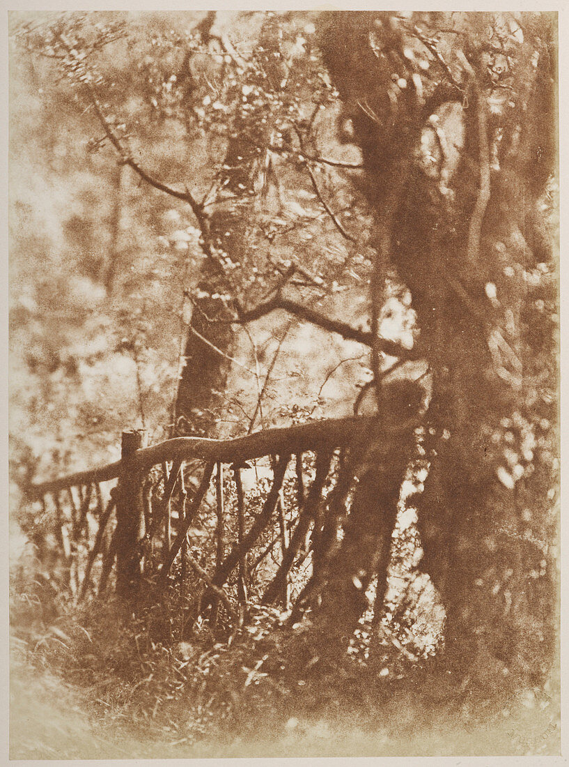 Photograph of a tree