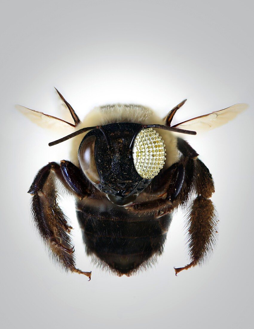 Bee with electronic compound eye,concept