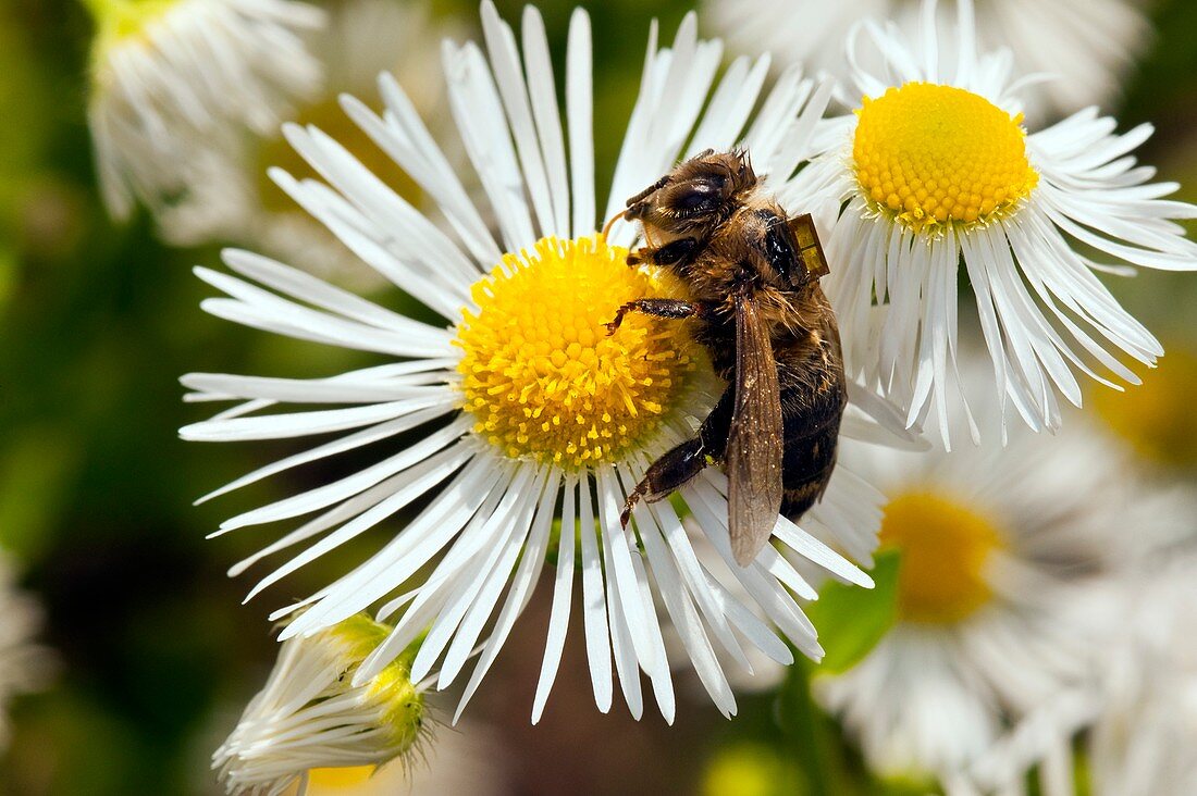 Honey bee pesticide research