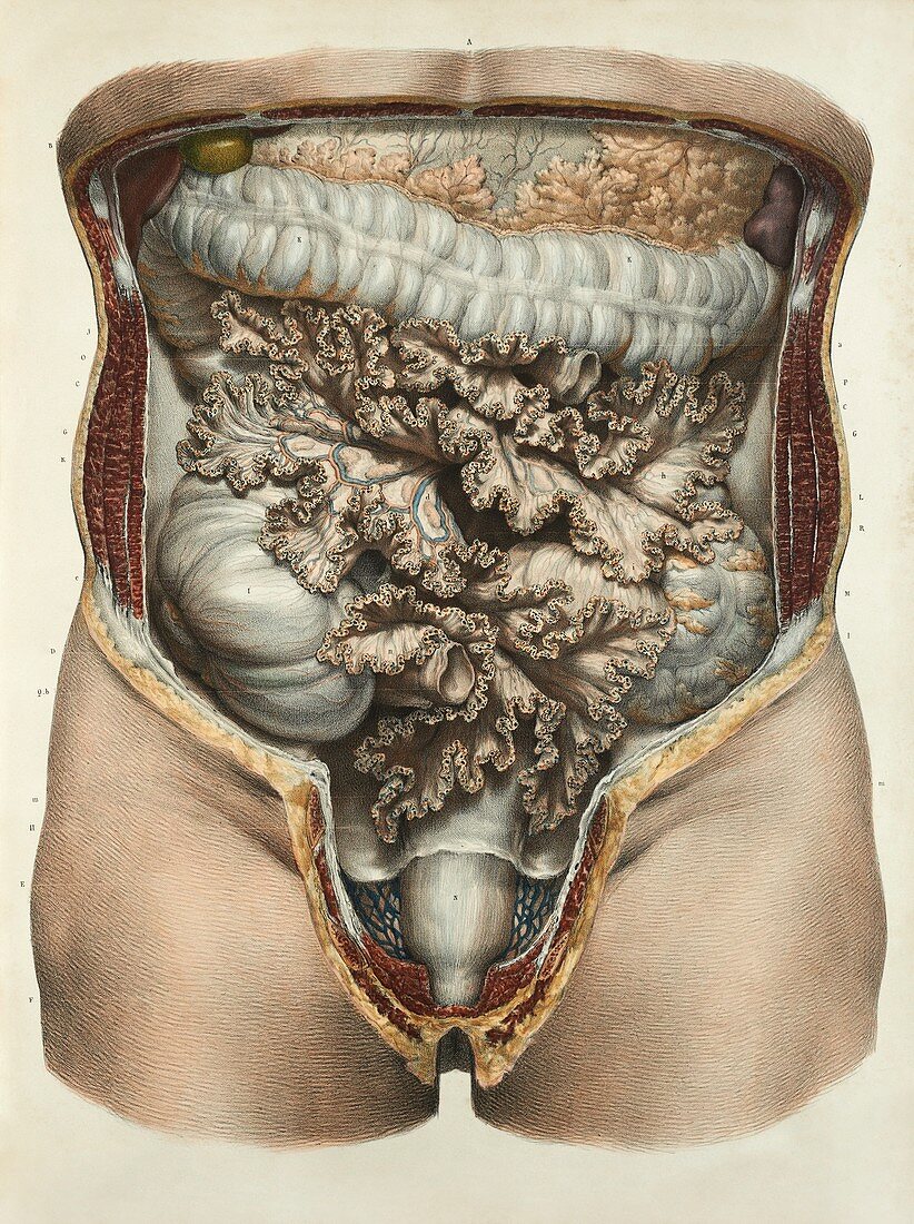 Intestines and mesentery,1839 artwork