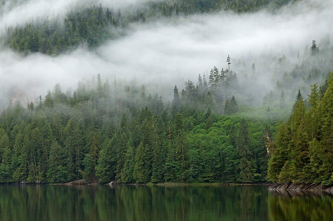 Misty riverside forest
