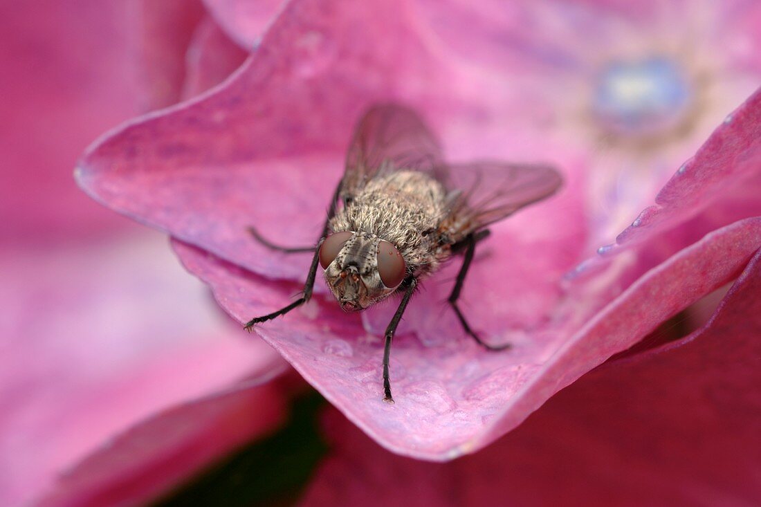 Common house fly on a Hydrangea flower