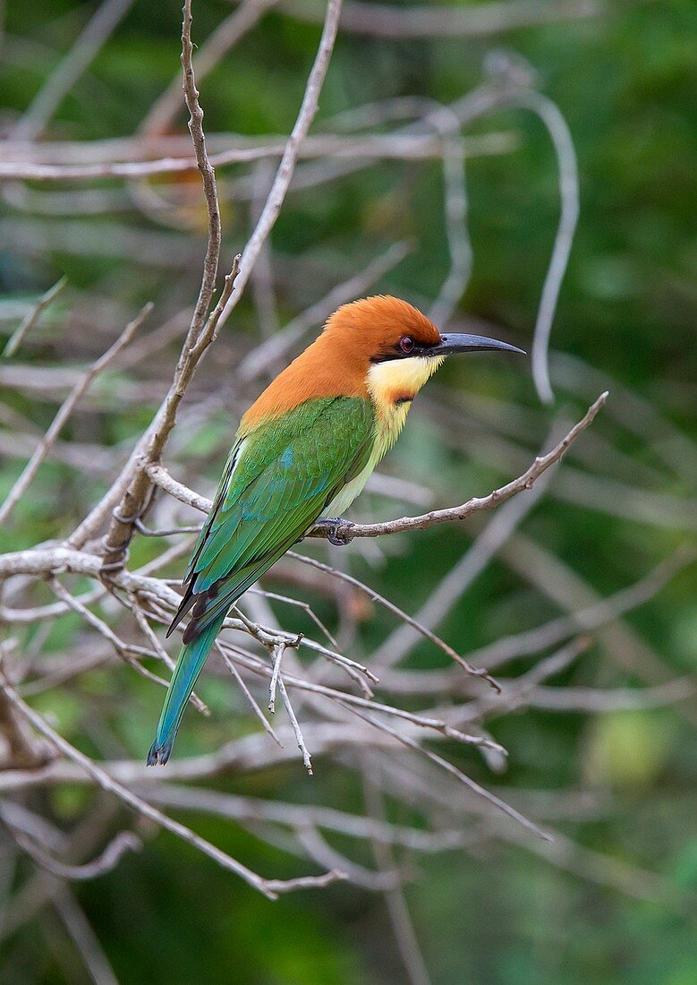 Chestnut-headed bee-eater