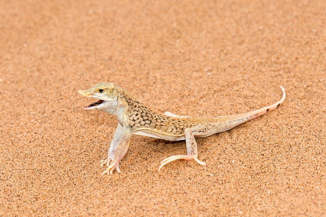Sand diving lizard in the Namib desert