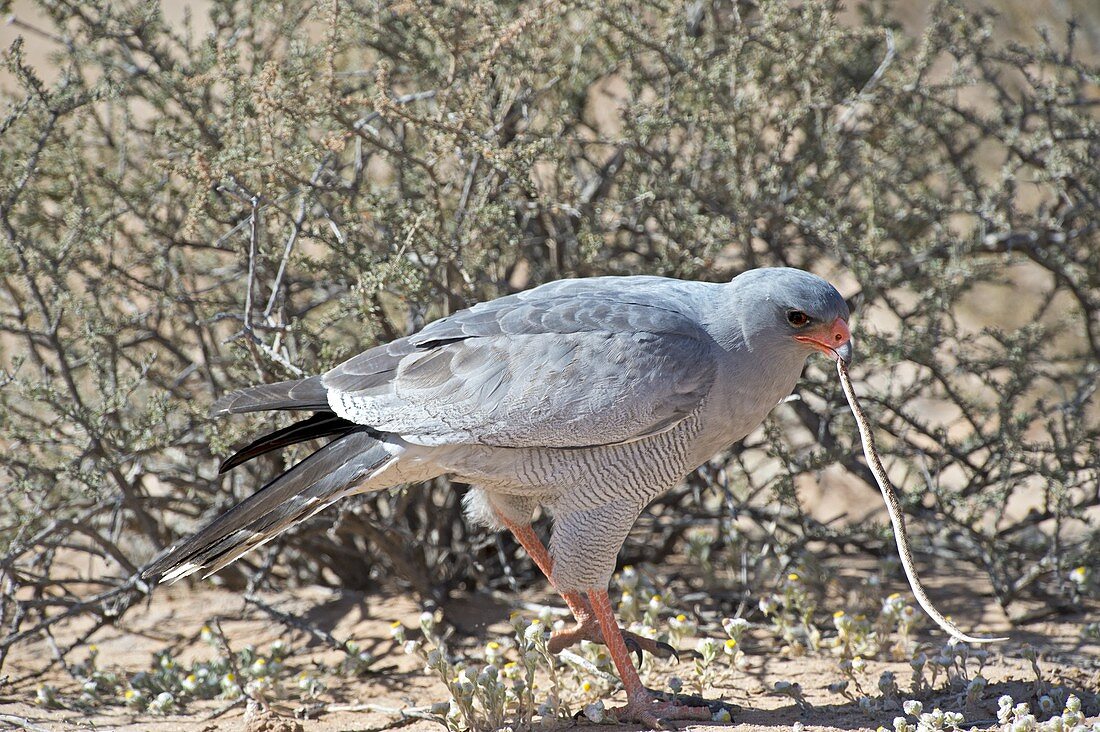 Pale Chanting goshawk killing snake