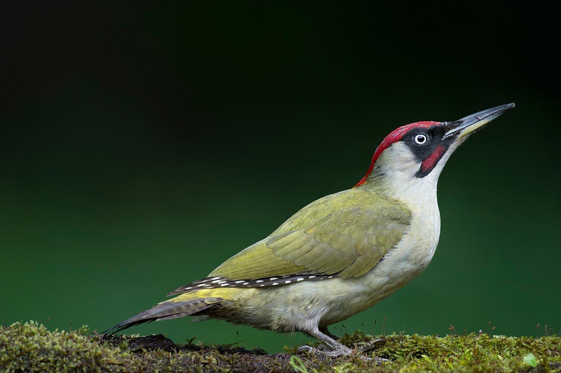 Male european green woodpecker