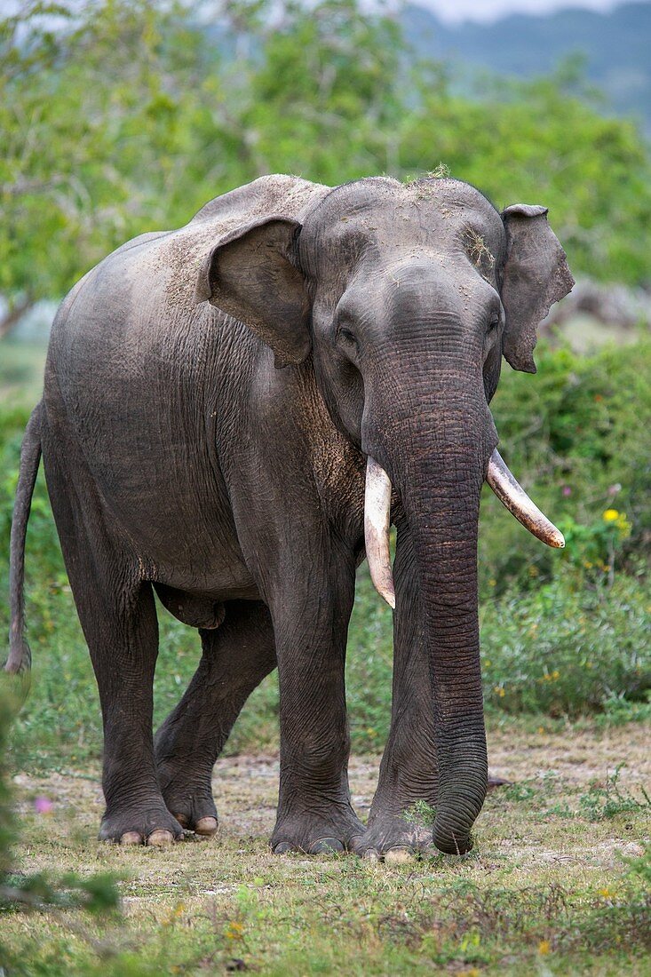 Male Sri Lankan elephant