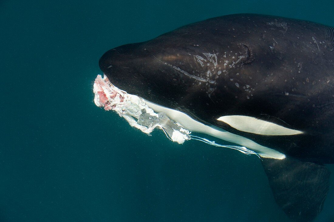Killer whale with prey