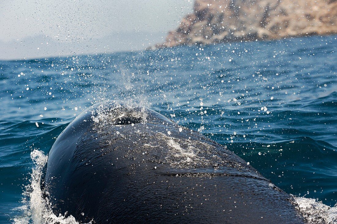 Killer whale blowhole