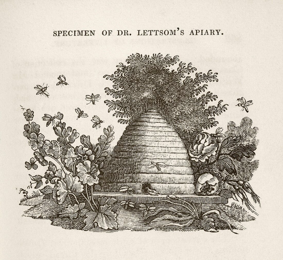 Lettsom's apiary,19th century
