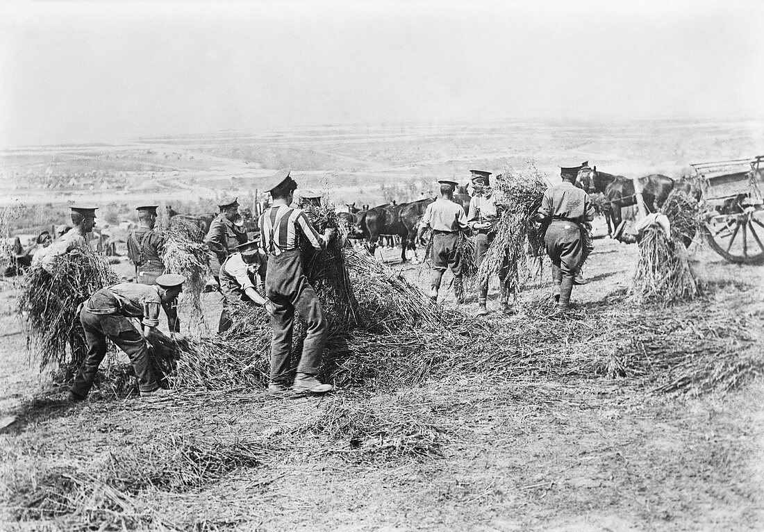 Feeding military horses,World War I