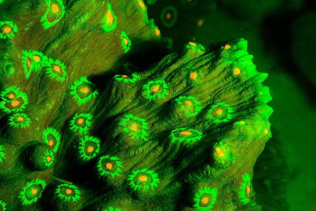 Mycedium coral fluorescing