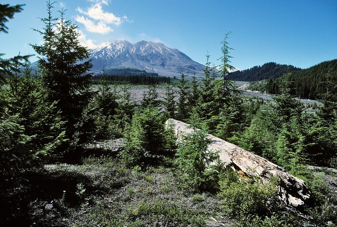 Mount St Helens lahar area regrowth,2001