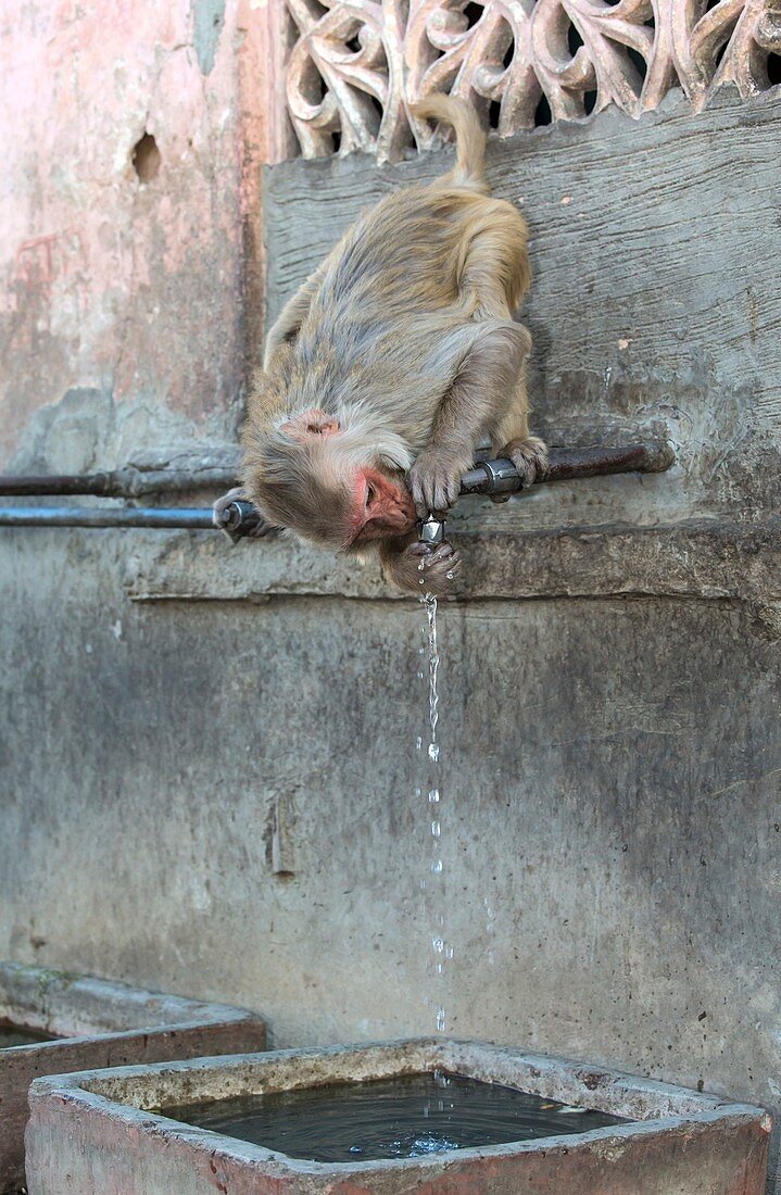 Rhesus monkey drinking from a tap