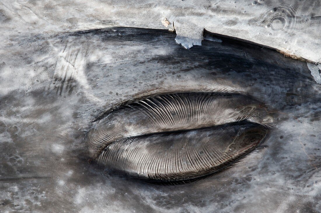 Closed grey whale eye