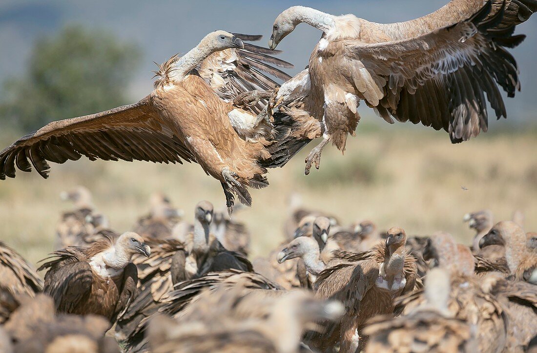 Griffon vultures,Spain